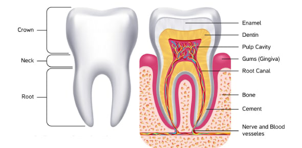 Choose Correct Option For Following Dental Anatomy: Incisors Group Flashcards